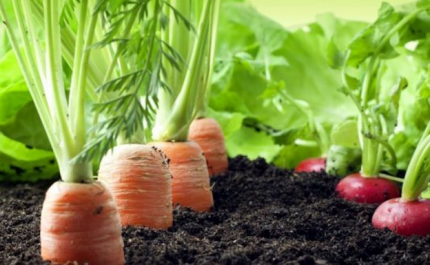 Interior do Algarve Central. In Loco abre mais um concurso de apoio para pequenos investimentos agrícolas