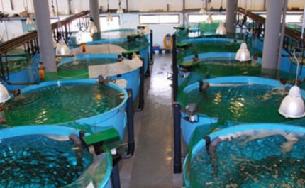 Jornada do Projeto AQUA&AMBI reflete sobre interação entre aquicultura e ambiente nas zonas húmidas do litoral do sudoeste ibérico