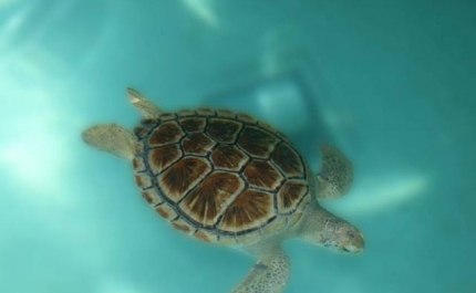 Zoomarine libertou ontem tartauga-verde após 10 meses de reabilitação