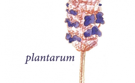 Exposição de Pintura - Plantarum de Daniel Cardeira