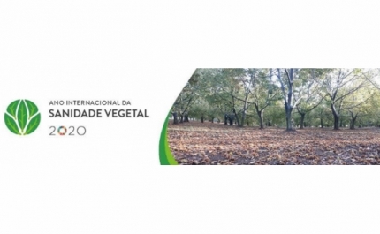 Ministério da Agricultura assinala Ano Internacional da Sanidade Vegetal