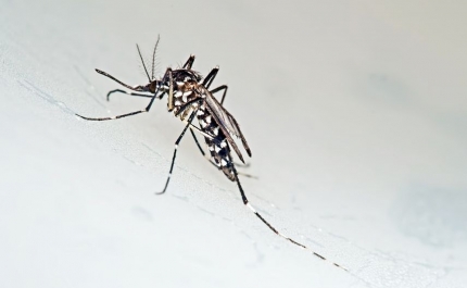 Combate à larva do mosquito reforçado no Algarve - DGS