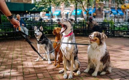 Os animais de estimação e o Covid-19: neste portal há respostas para tudo