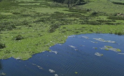 Agricultura é maior responsável por emissões de amoníaco
