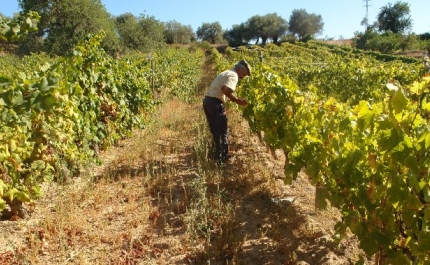Passeio “Vinho e vinha” integra Feira da Dieta Mediterrânica