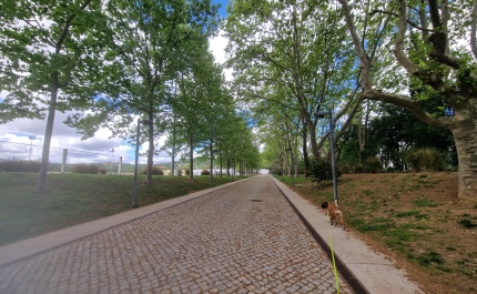 Município de Loulé promove Cãominhada na Mata