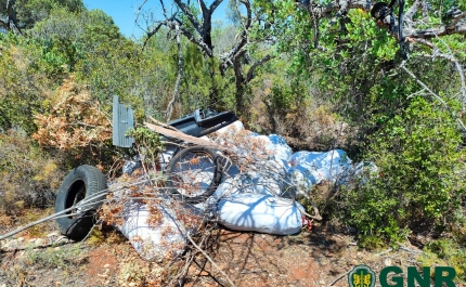 Silves – Apreensão de mais de 4 300 quilos de alfarroba 