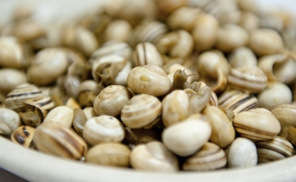 QUERENÇA RECEBE FESTIVAL DO CARACOL