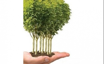 Autarquias algarvias lamentam pouca reflorestação após incêndio de 2012