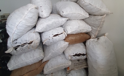 Apreendidos 750 quilos de alfarroba em Almancil