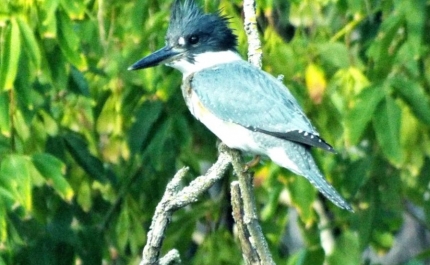 ALGARVE APOSTA NA PROMOÇÃO DO BIRDWATCHING COMO PRODUTO ESTRATÉGICO E COMPLEMENTAR À OFERTA DO DESTINO