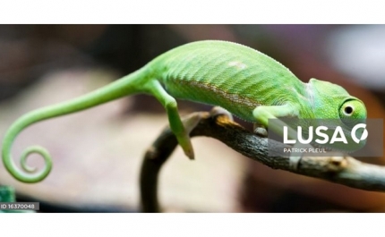 Projeto lançado no Algarve quer salvar camaleão da extinção