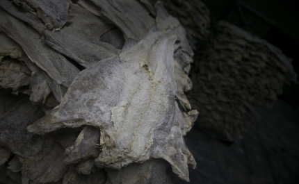 Quota de Portugal na pesca de bacalhau aumenta 168% em 2022