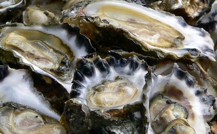 Elevados impostos e burocracia travam expansão da produção de ostras no Algarve