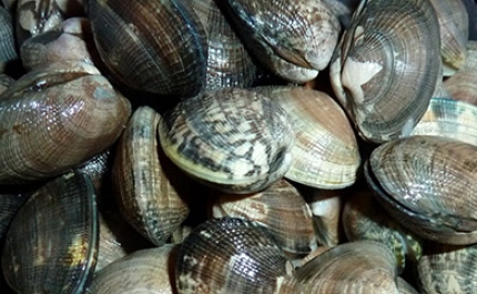 Comunicado: Apanha e captura de moluscos bivalves 