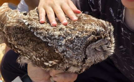 SEMANA DO AMBIENTE: LOULÉ PRESENTE EM SEMINÁRIO INTERNACIONAL SOBRE BIODIVERSIDADE