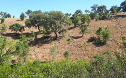 COMEMORAÇÕES DO DIA INTERNACIONAL DA FLORESTA E DA ÁRVORE EM LOULÉ ADIADAS PARA A PRÓXIMA SEMANA