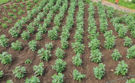 Agricultores recebem esta semana apoio extraordinário de 20 milhões de euros para compensar aumento nos custos de produção
