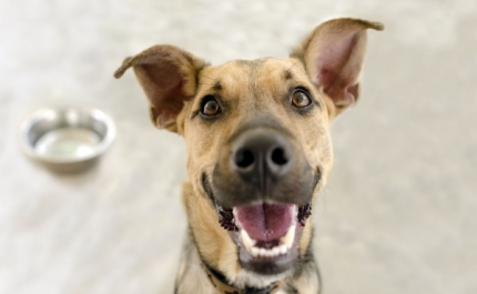 Hospital Veterinário de Loulé realiza rastreio à saúde oral de animais de companhia no MAR Shopping