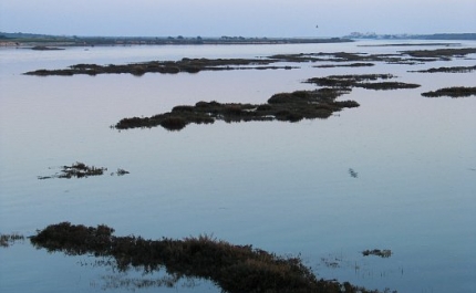 Licenciamento e falta de áreas preocupam viveiristas da Ria Formosa