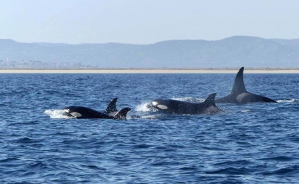 Avistadas orcas ao largo da Ilha Deserta e do Farol