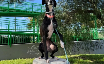 EMARP reforça a campanha «Seja Cãosciente» com uma rubrica nas redes sociais protagonizada pela cadela Jackie