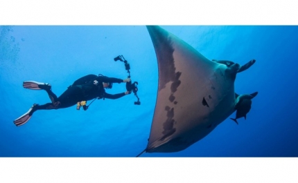 BIÓLOGA DA UALG MERGULHA COM ESPÉCIES AMEAÇADAS DE EXTINÇÃO EM NOVO PROGRAMA TELEVISIVO