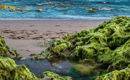 Lançada plataforma para recolher dados de algas invasoras nas praias do Algarve