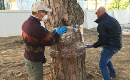 Câmara Municipal de Portimão toma medidas para combater a Lagarta do Pinheiro