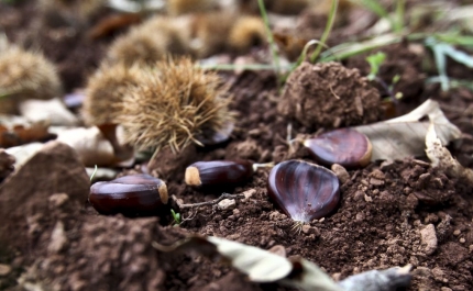 Tempo seco afetou «como nunca» produção de castanha de Marvão