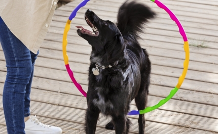Cães São Estrelas na Ovibeja 2025 com Demonstrações de Obediência e Freestyle Canino 