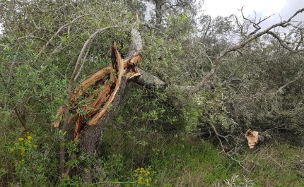 Tornado passou pela Nave do Barão e arrancou árvores 