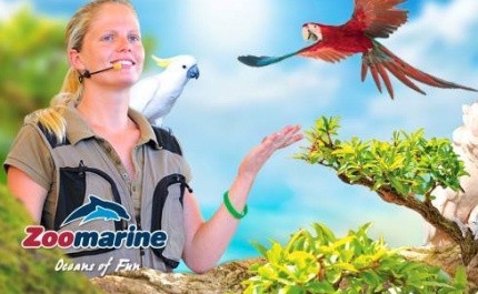 ZOOMARINE | NOVOS MEMBROS DA FAMÍLIA  (C/VIDEO)