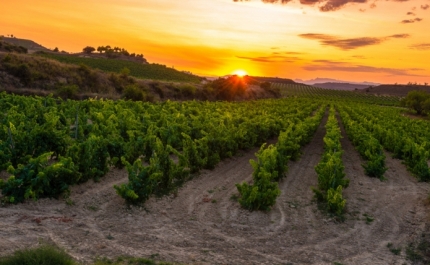 Vinha E Vinho | Simplex + 2019 cria «Balcão Único da Vinha»