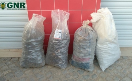 Loulé – Apreensão de 40 quilos de alfarroba furtada