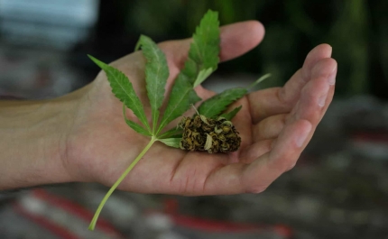Legalização da canábis para uso pessoal discutida hoje no parlamento