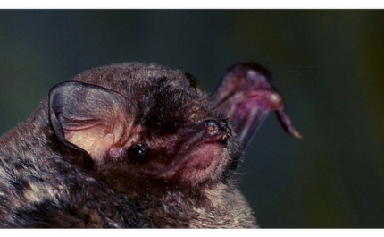 Oficina | Dia Internacional da Apreciação de Morcegos