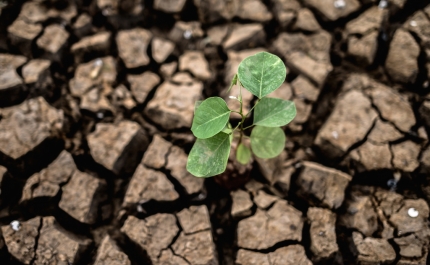 Seca: Falta de água no solo já afeta culturas de sequeiro no Algarve