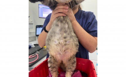 Conheça os benefícios e desfaça os mitos da esterilização animal 