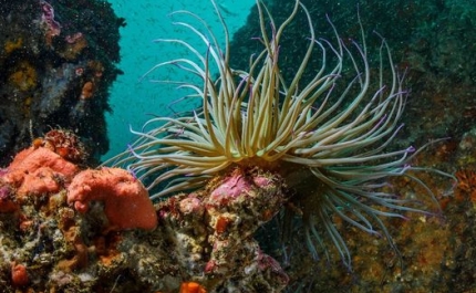 JÁ FOI APROVADA A CRIAÇÃO DO PARQUE NATURAL MARINHO DO RECIFE DO ALGARVE – PEDRA DO VALADO