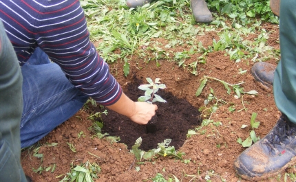 Município de Loulé assinalou dia da Floresta Autóctone