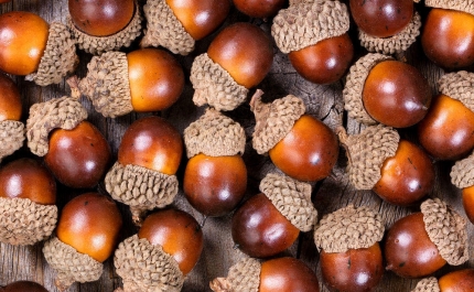 Nave do Barão vai ter S. Martinho com bolota e vinho