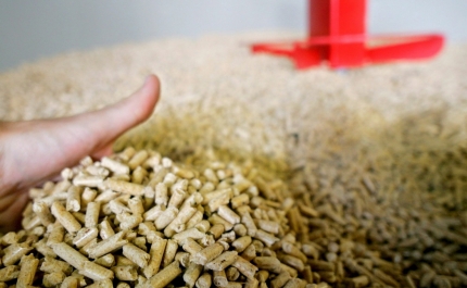 Indústria de pellets põe em causa floresta portuguesa, alerta associação Zero