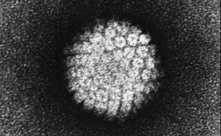 «Mulheres com rastreios positivos para o HPV devem ter uma vigilância clínica mais regular»