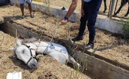 Albufeira – SEPNA resgata equídeo