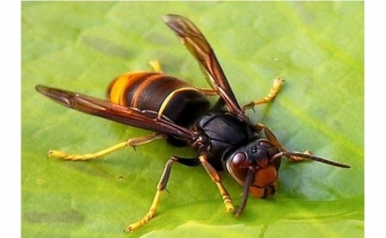 MUNICÍPIO DE LOULÉ SENSIBILIZA PARA A VESPA VELUTINA 