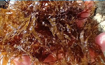 Plataforma «Algas na Praia» volta a monitorizar acumulações de algas na costa portuguesa