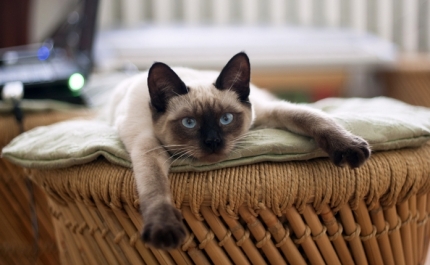 Queres arrendar casa e não consegues por causa do teu animal de estimação? O PAN quer mudar isso