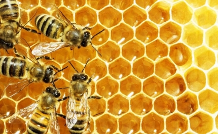 REPORTAGEM: Apicultura algarvia está em «calamidade» por causa de fogo e falta de apoios