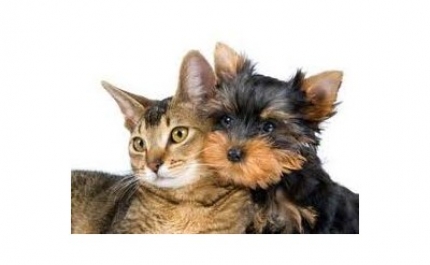 9 de agosto‎ | 1ª Conferência sobre a Lei de Criminalização dos Maus Tratos e Abandono a Animais de Companhia